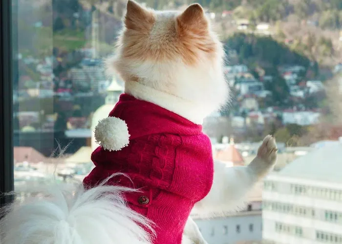 Adlers אינסברוק